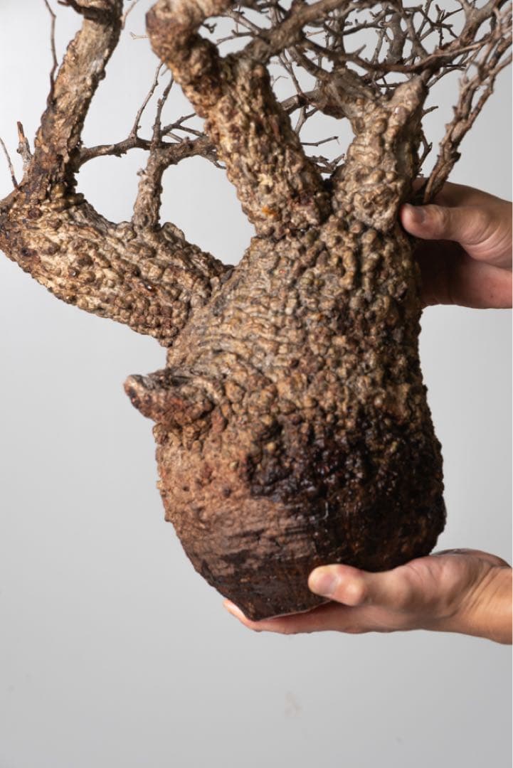 PK113 オペルクリカリア パキプス コーデックス ベアルート株