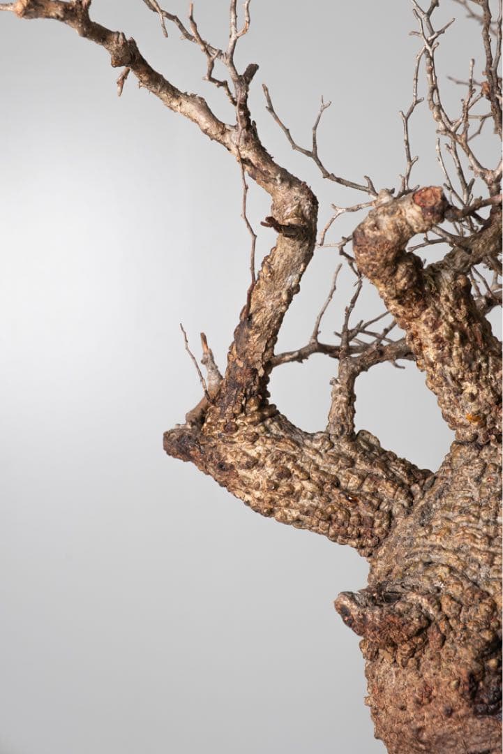 PK113 オペルクリカリア パキプス コーデックス ベアルート株