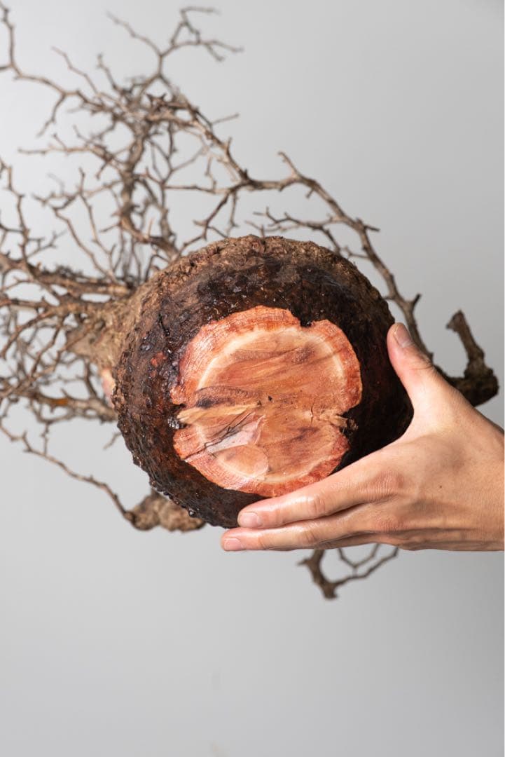 PK113 オペルクリカリア パキプス コーデックス ベアルート株