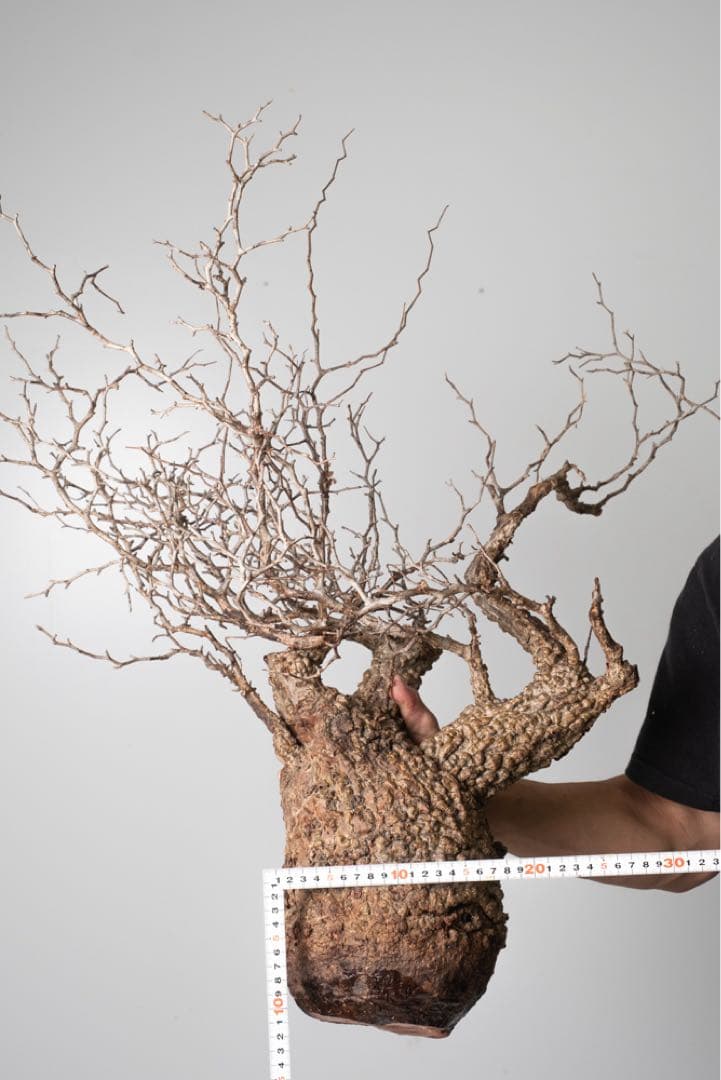 PK113 オペルクリカリア パキプス コーデックス ベアルート株