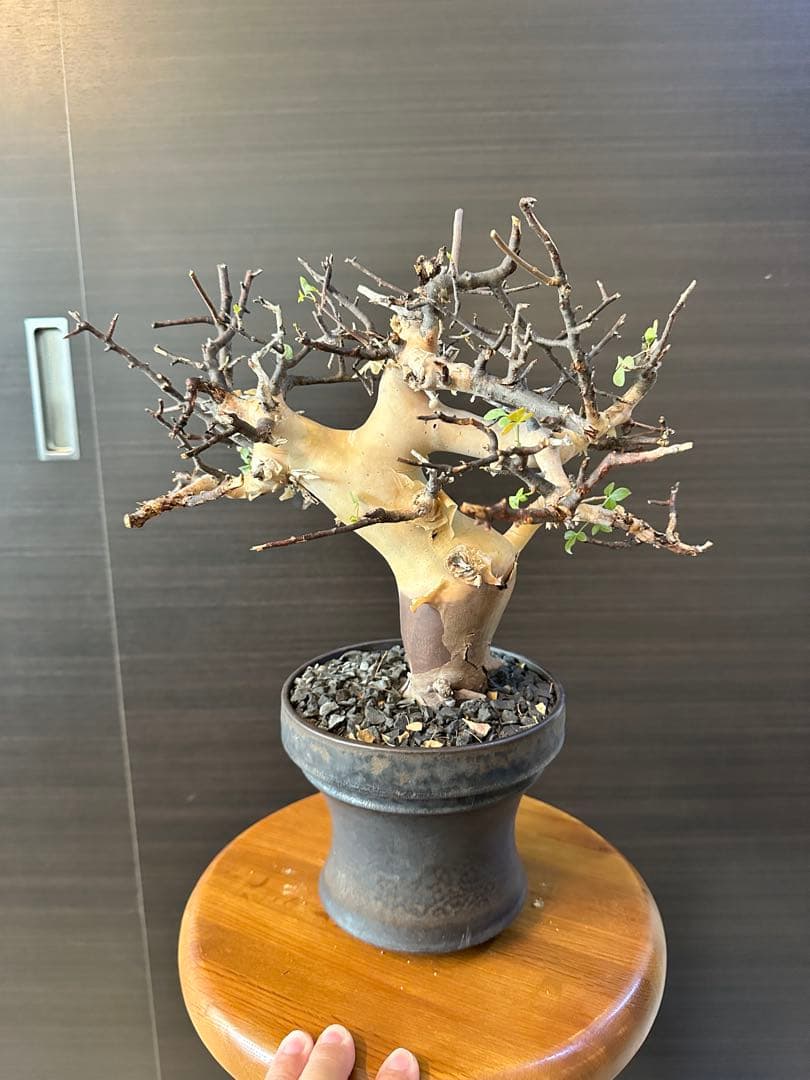 リ*ス様 コミフォラ カタフ ピュア 発根済み