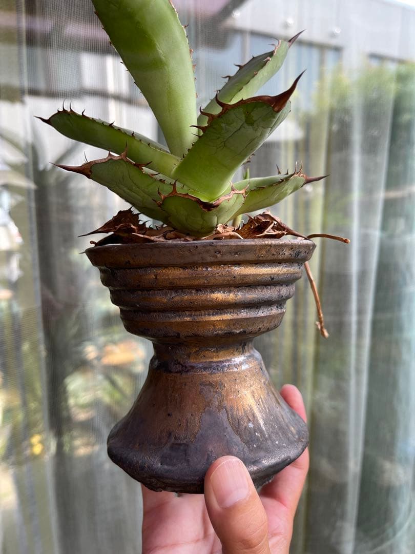 陶器鉢　作家鉢　アガベ　超徒長株付き　ネームド株
