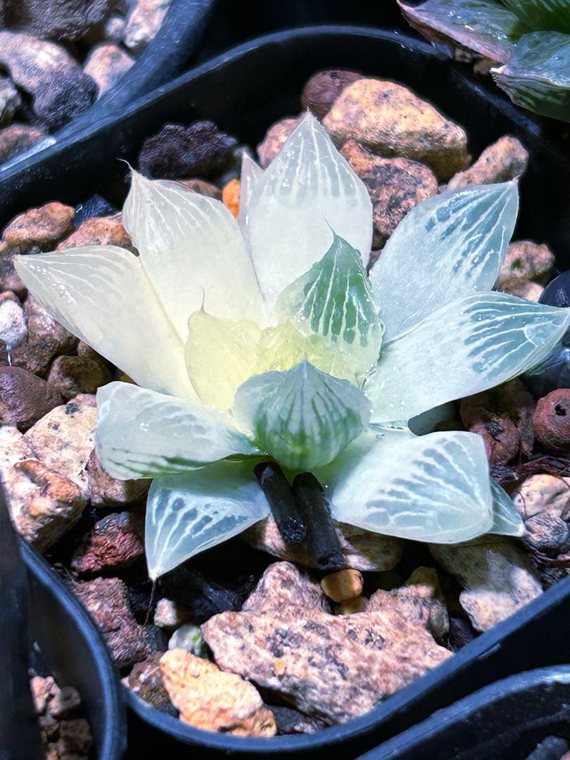 限定値下げ中！ハオルチア　『白蛇伝』 発根活着済み　葉緑素あり