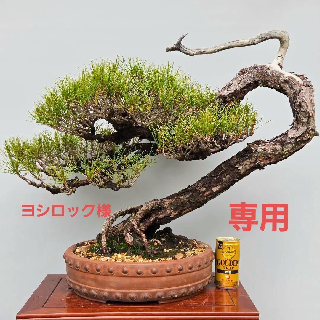 赤松　[曲変わり木]　大品盆栽 ヨシロックです。