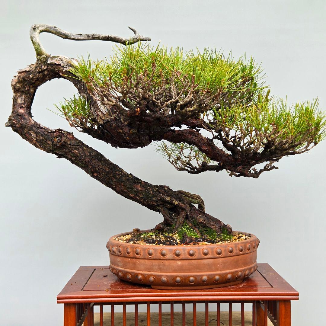 赤松　[曲変わり木]　大品盆栽 ヨシロックです。