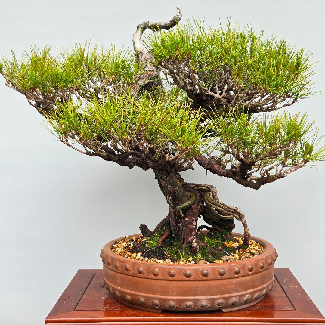 赤松　[曲変わり木]　大品盆栽 ヨシロックです。