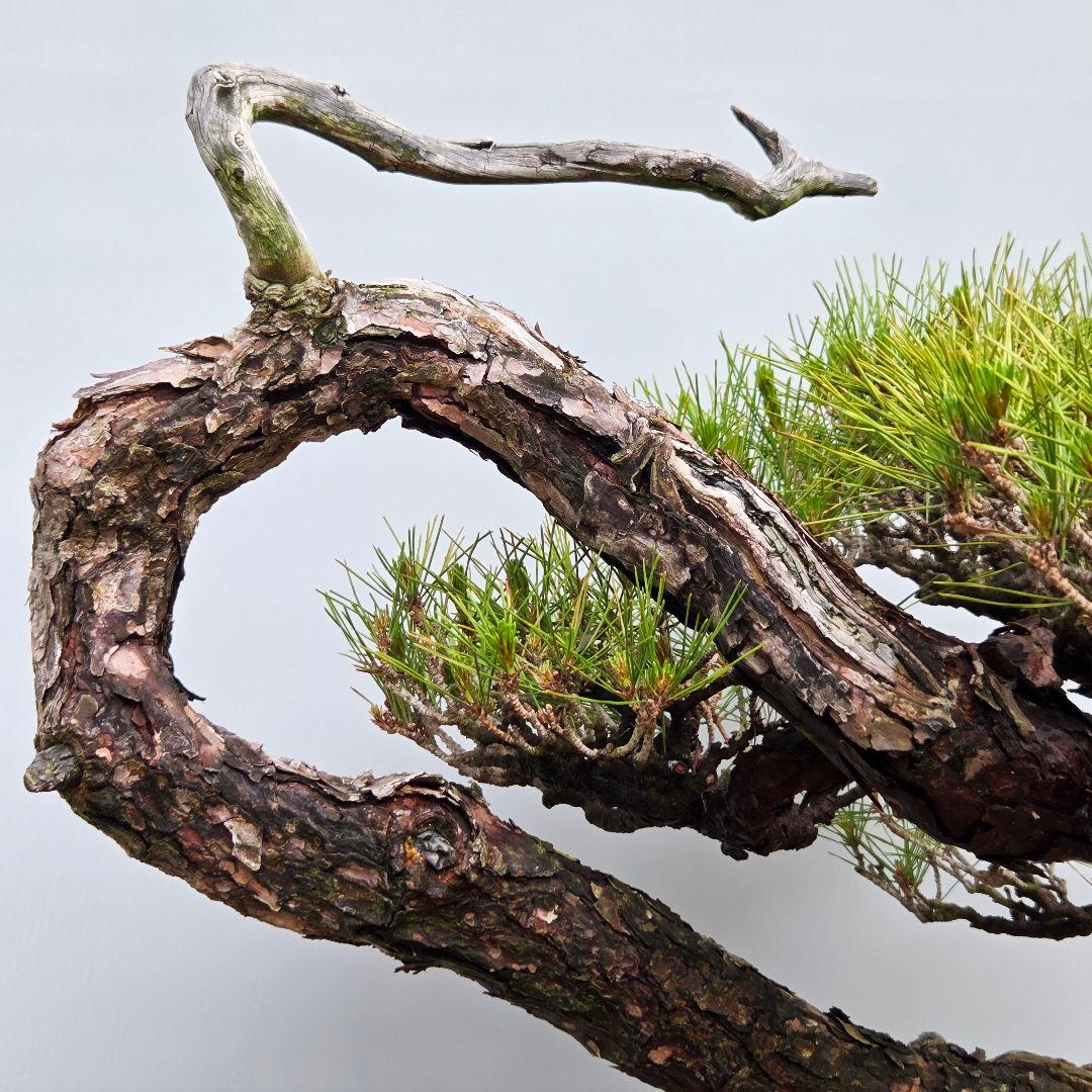 赤松　[曲変わり木]　大品盆栽 ヨシロックです。