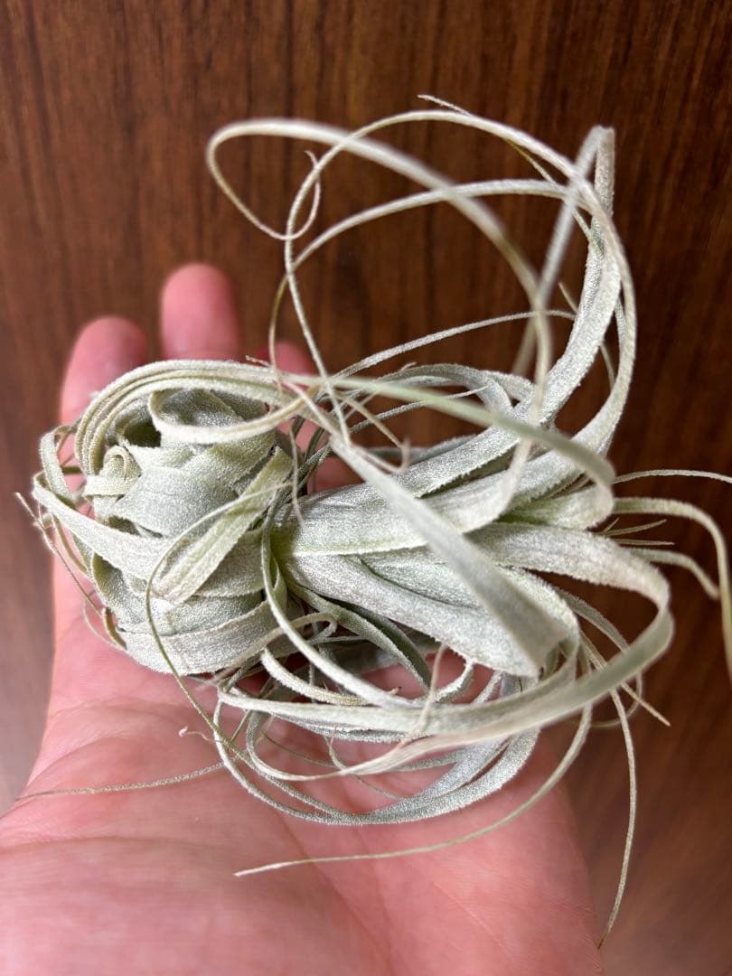 ながいながいながい様 T.chapeuensis