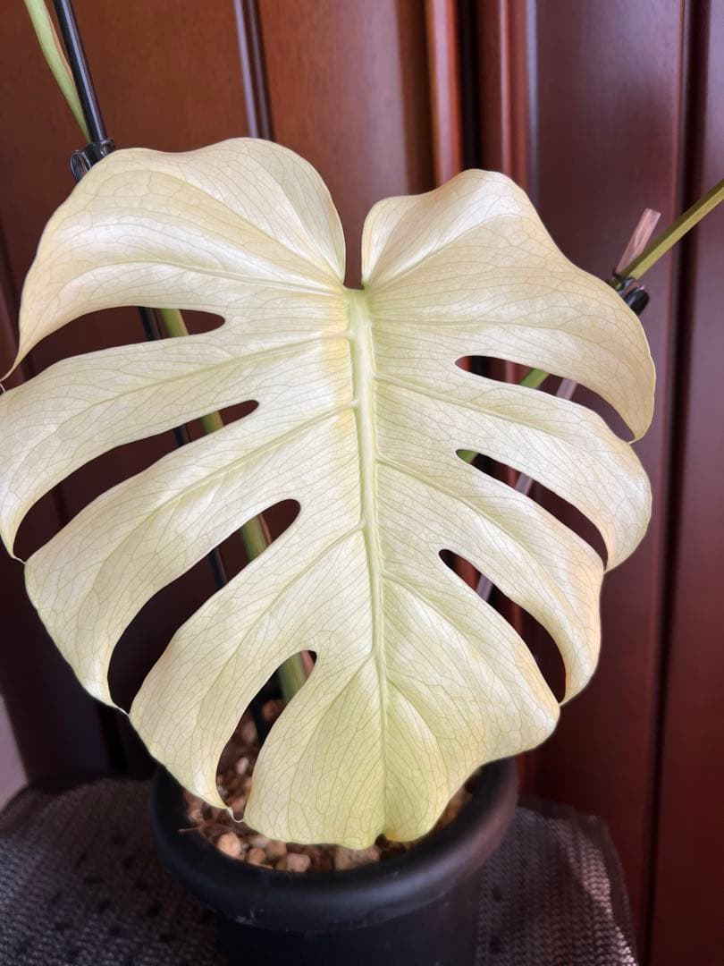 斑入りモンステラデリショーサホワイトモンスター