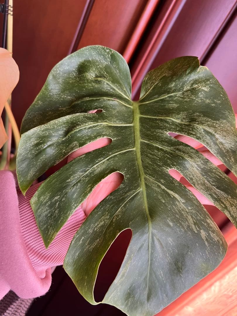 斑入りモンステラデリショーサホワイトモンスター