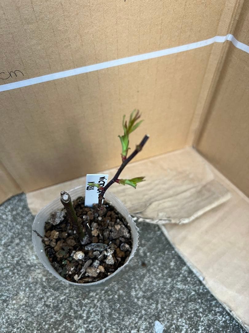 「Quynh Truong」 切り花品種バラ苗　レアバラ　3点