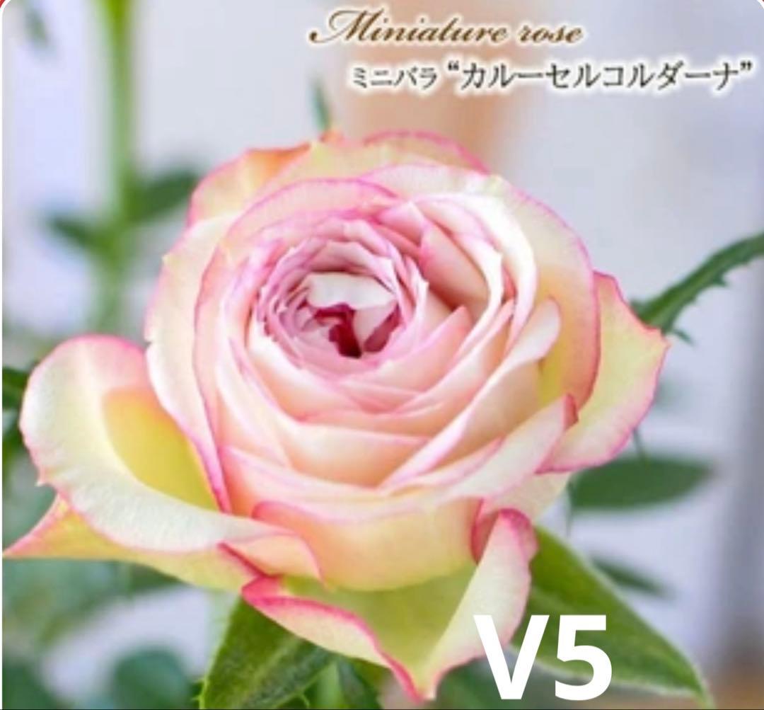 ミニバラ　カルーセルコルダーナ