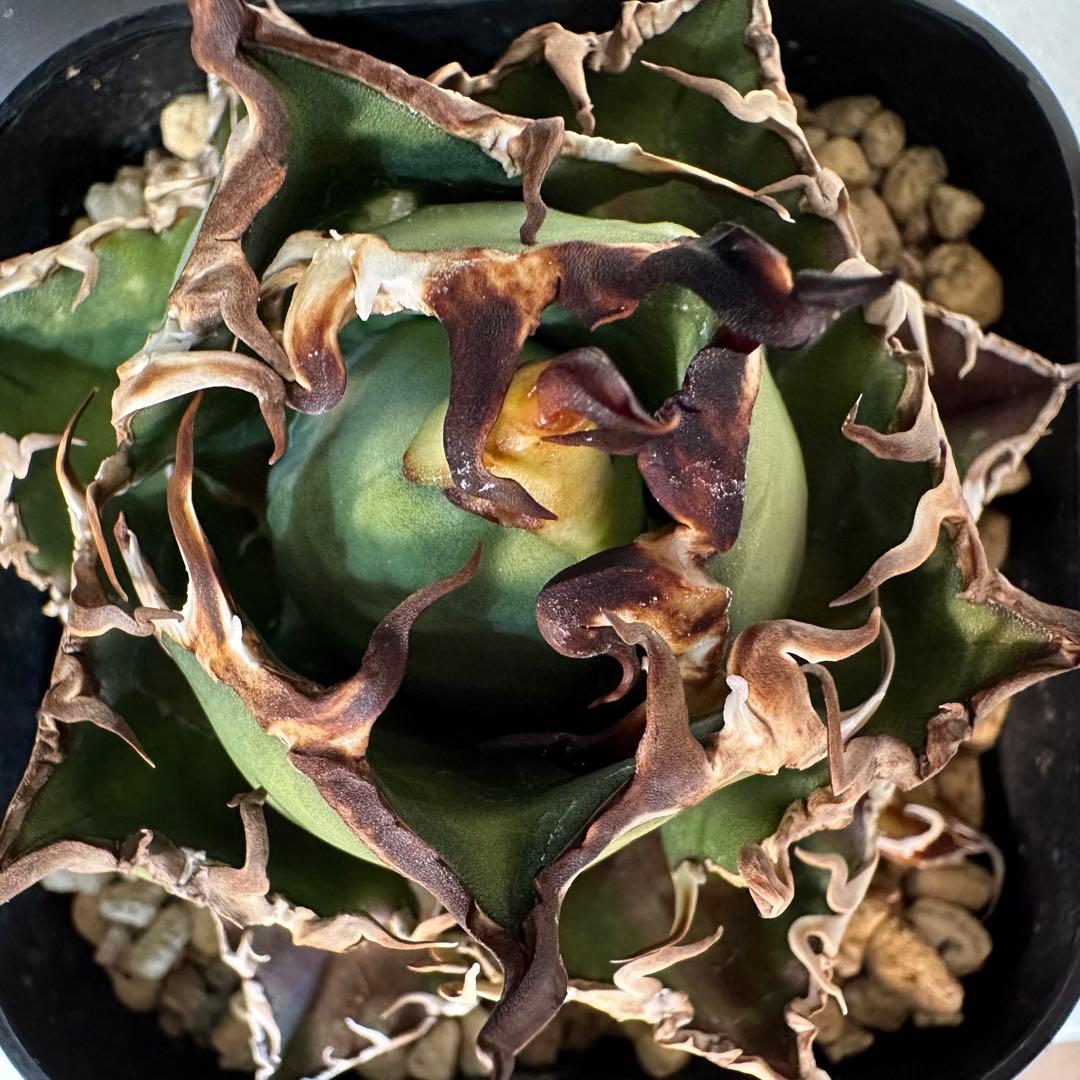 フラワー・ガーデニング Agave titanota caesar