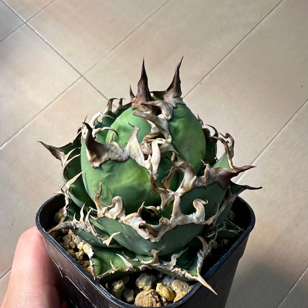 フラワー・ガーデニング Agave titanota caesar