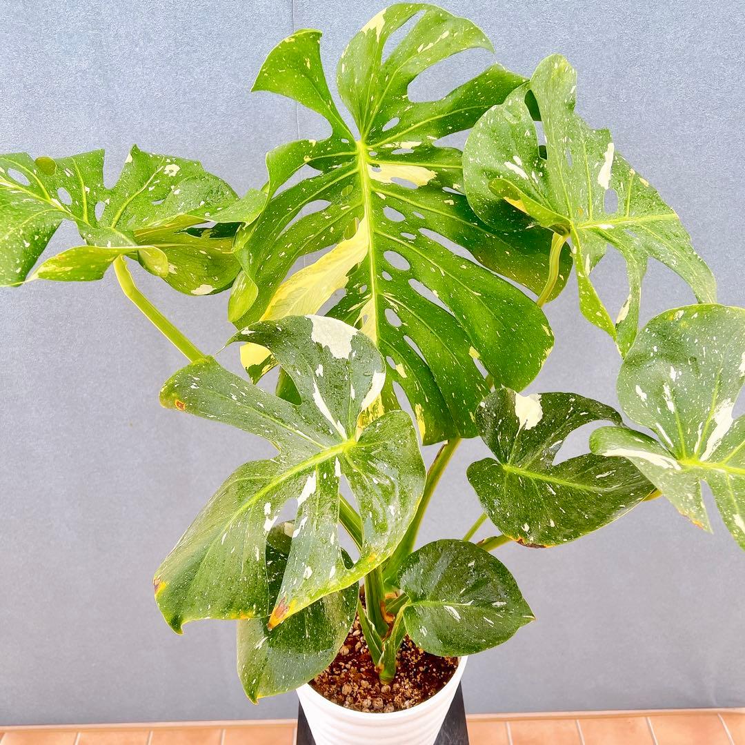 現品　モンステラ　デリシオーサ　斑入り　36番　バリエガータ　希少　観葉植物