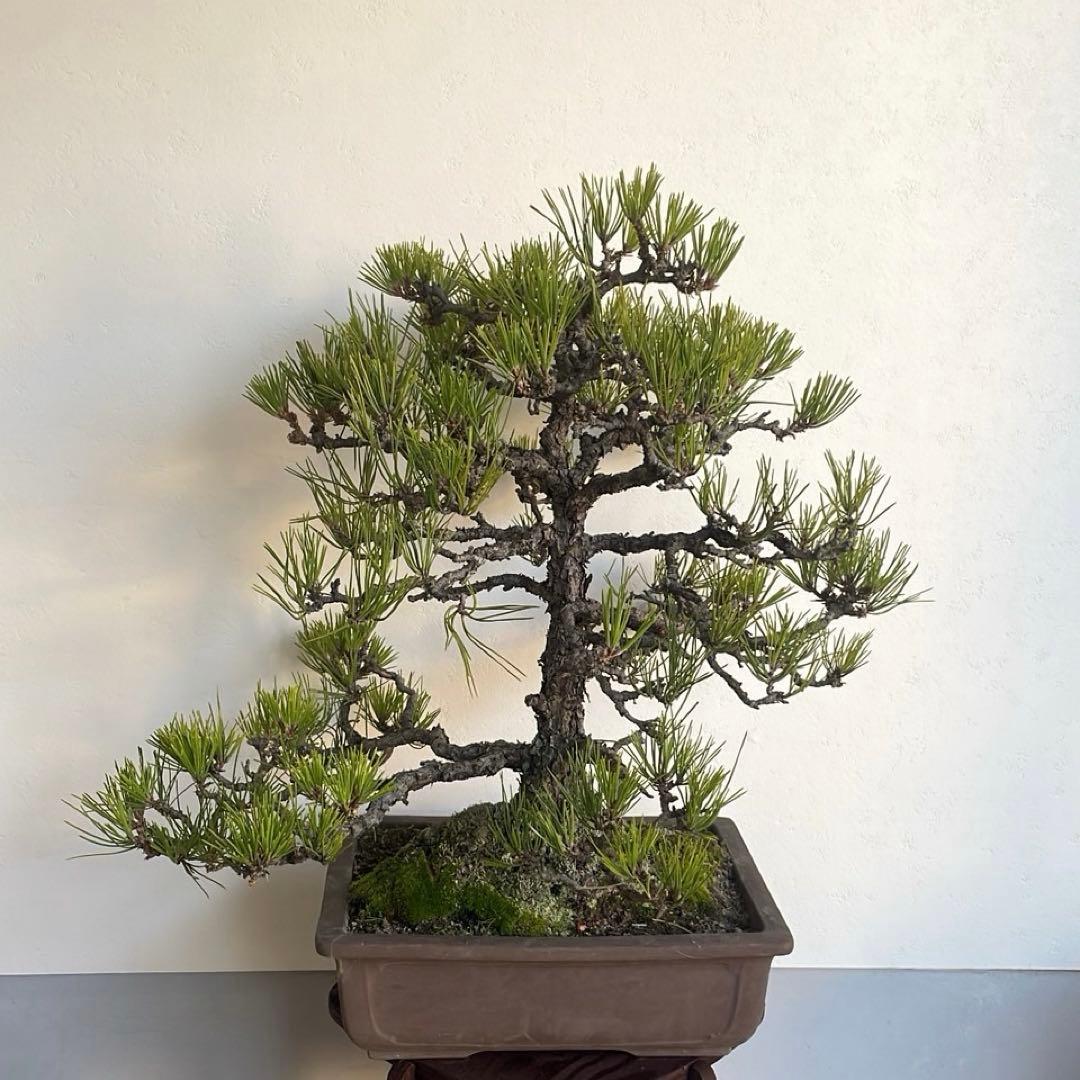 黒松 盆栽｜幹味あり｜陶器鉢付き・一点物