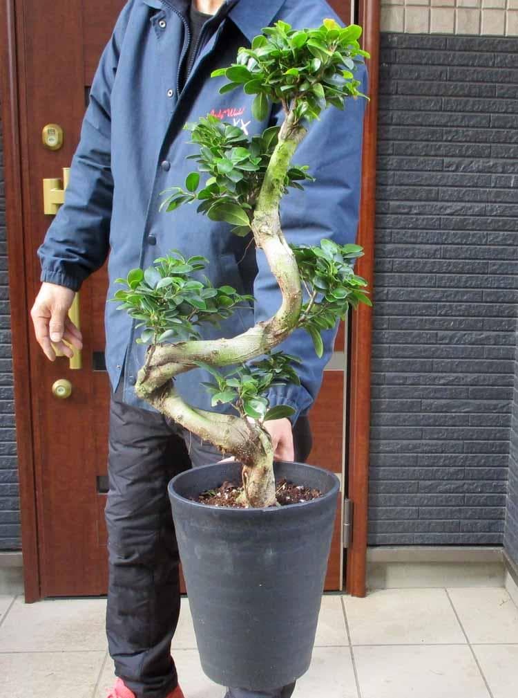 【現品】ガジュマル　超曲がり　昇り龍の様な仕立て　多幸の木　７号サイズ　P８番