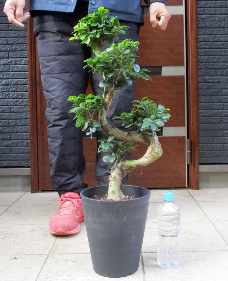 【現品】ガジュマル　超曲がり　昇り龍の様な仕立て　多幸の木　７号サイズ　P８番