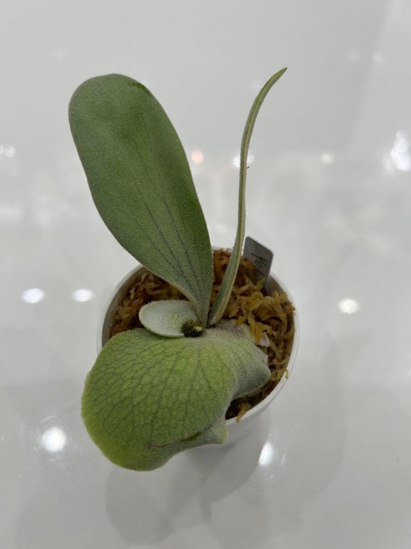 willinckii Yoda sporeling の子株