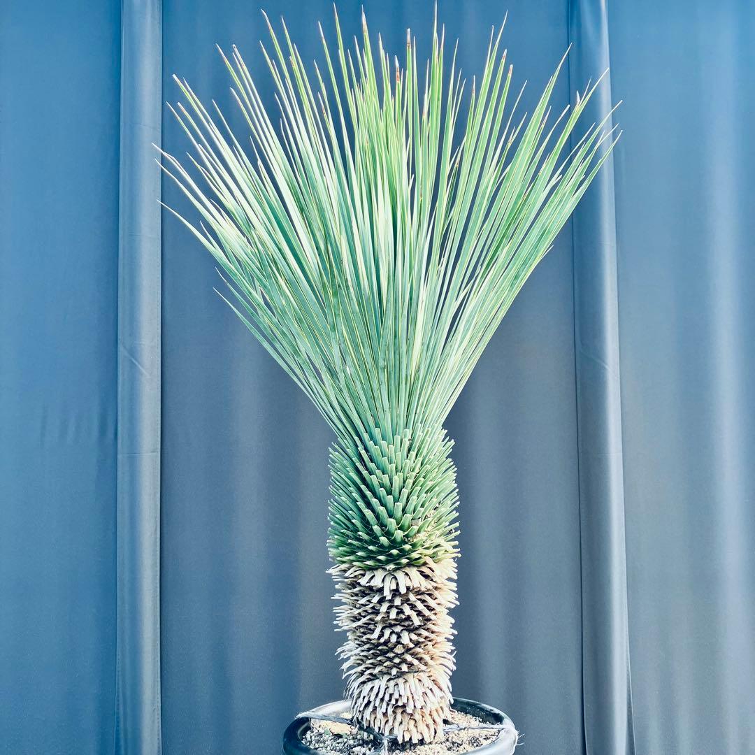 ユッカ ロストラータ　発根済　TR27