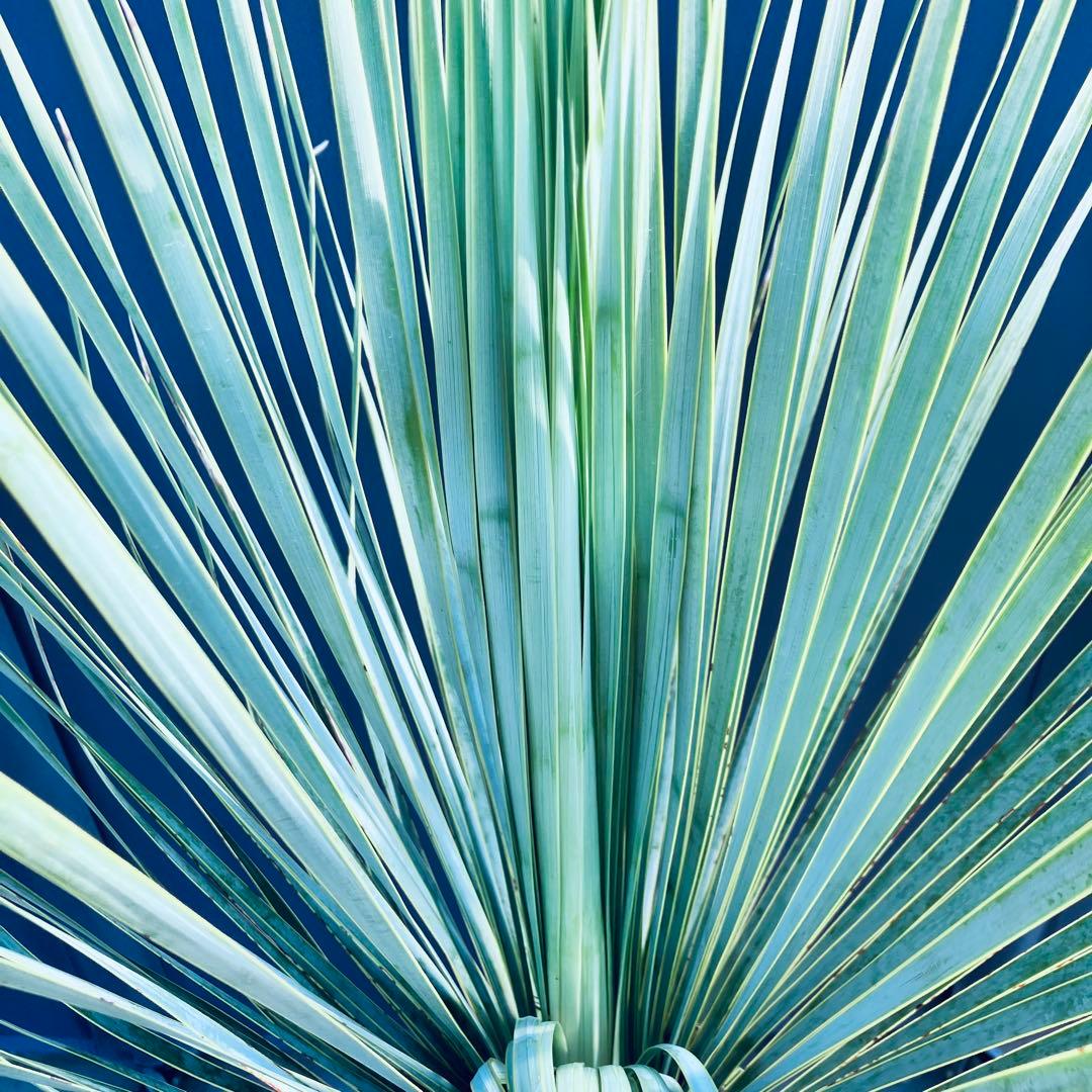 ユッカ ロストラータ　発根済　TR27