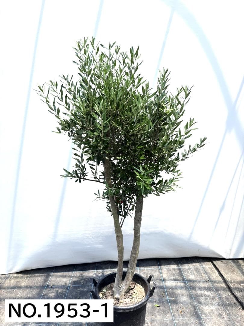 オリーブの木　シプレシーノ　約170cm　NO.1953　大型　現品掲載　古木