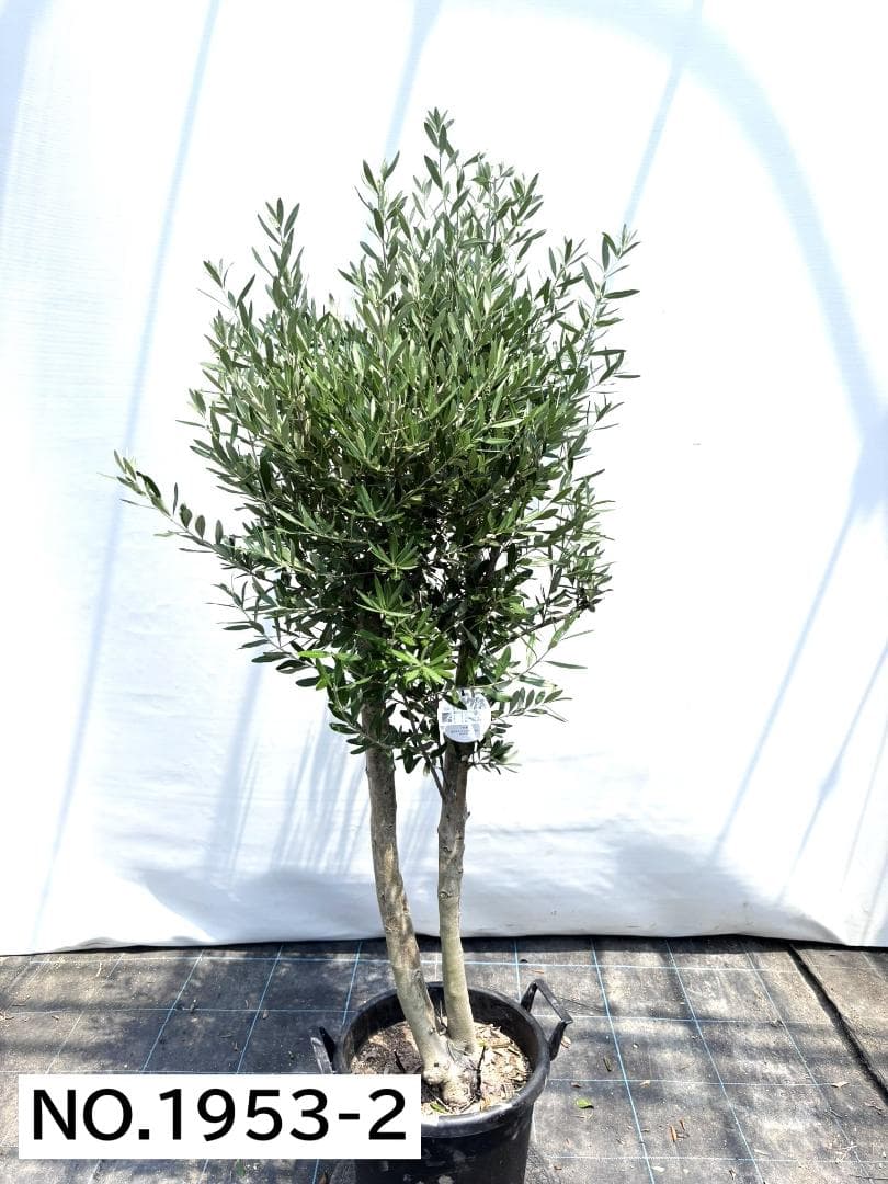 オリーブの木　シプレシーノ　約170cm　NO.1953　大型　現品掲載　古木