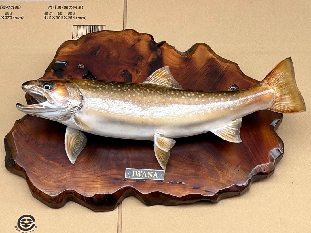 ITO.CRAFT イワナ剥製