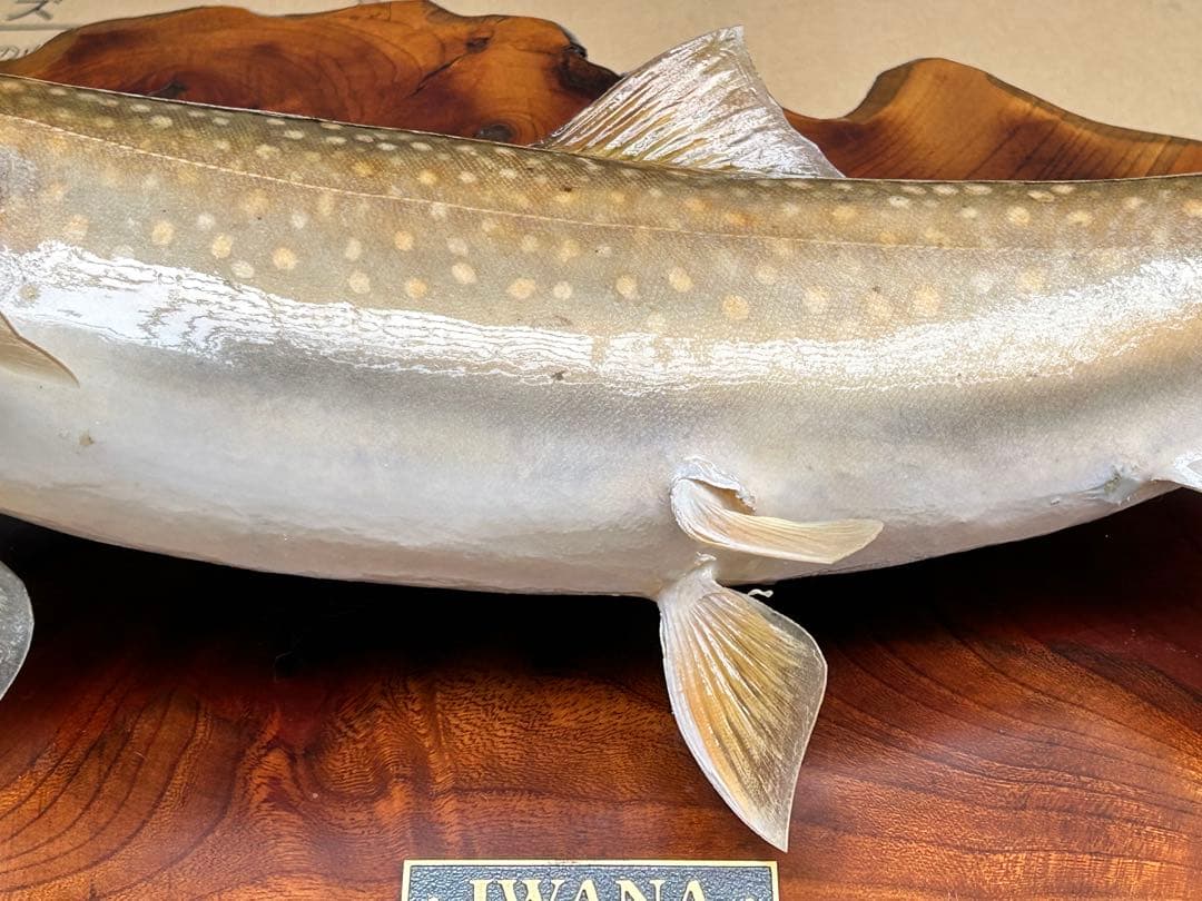 ITO.CRAFT イワナ剥製