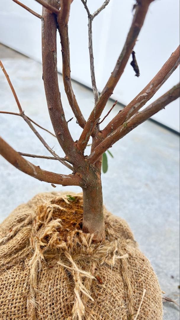 希少品種 良形の極上株 ツツジ フジムスメ 499 樹高80cm位