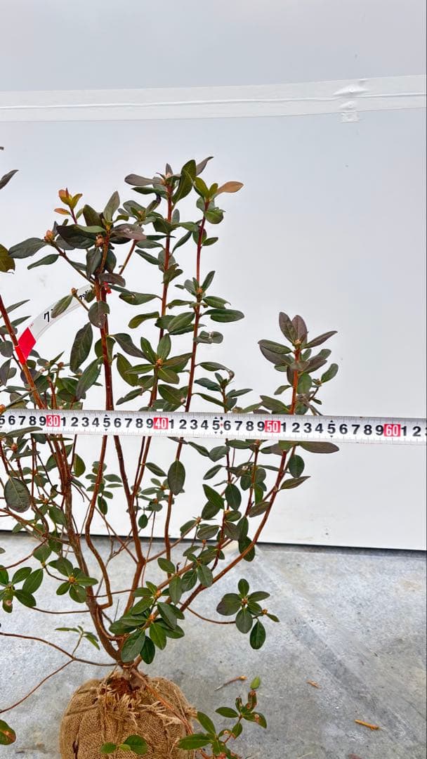 希少品種 良形の極上株 ツツジ フジムスメ 499 樹高80cm位