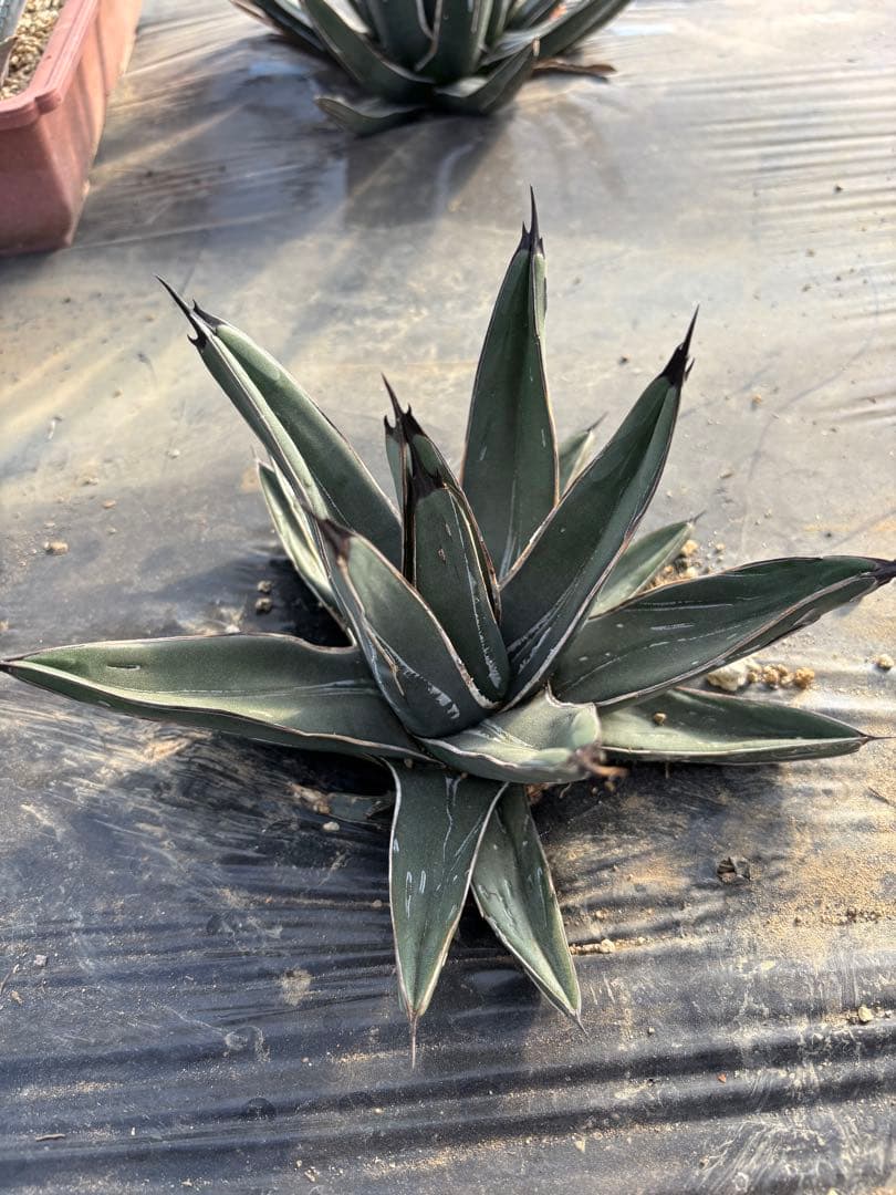 mania様　アガベ　笹吹雪　ニッケルシー