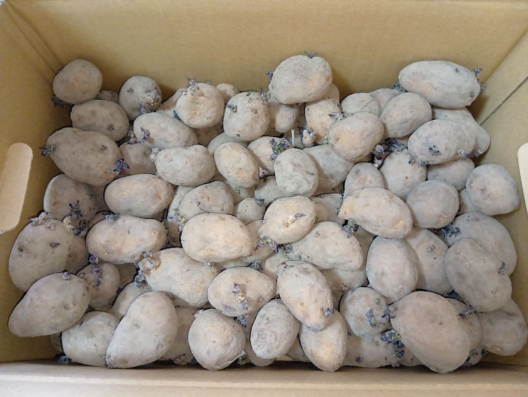 インカのめざめ 種芋 7kg④