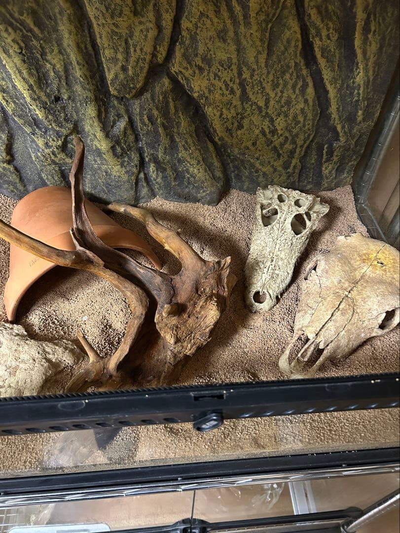 ケージ　エキゾテラ EXOTERRA グラステラリウムPRO6045