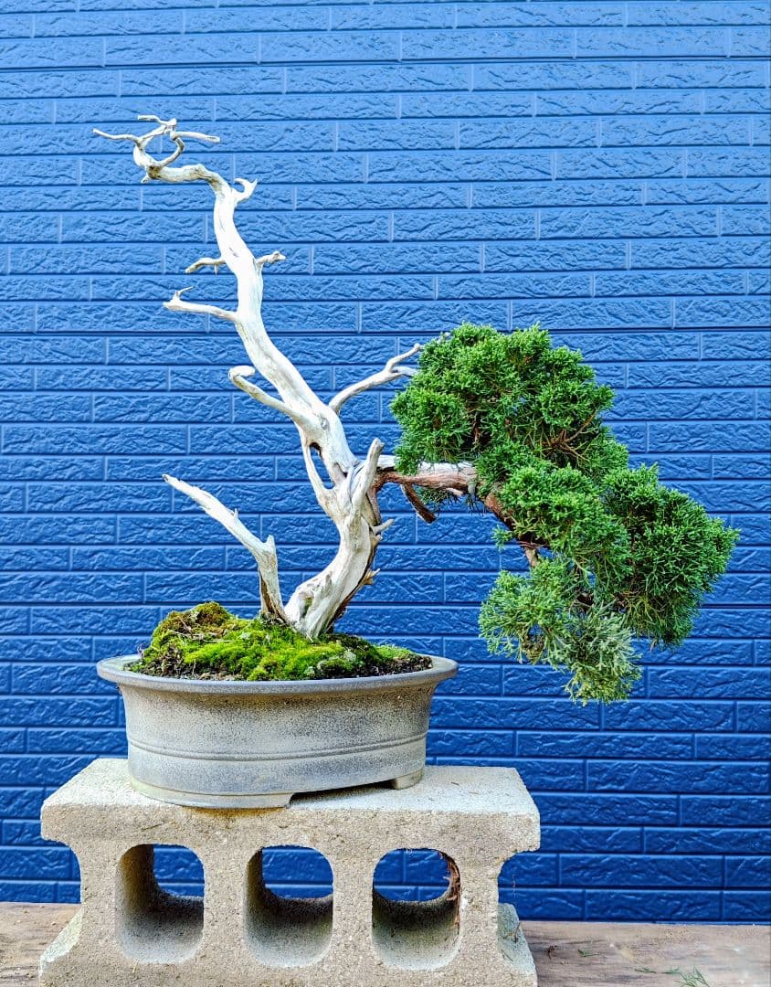 山木真柏盆栽 (冬囲い前セール)