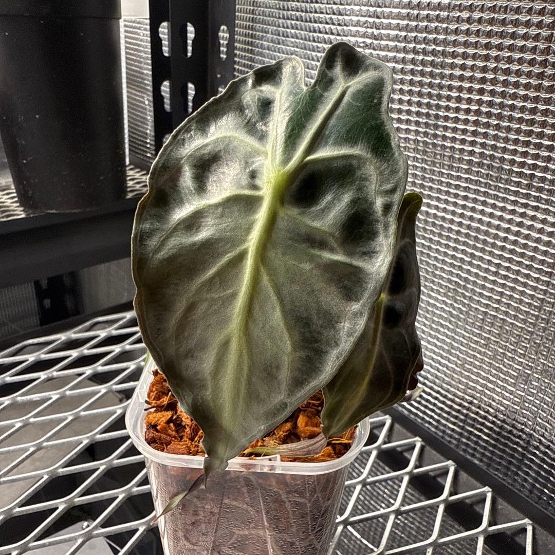 M*j様 選抜株 アロカシア ベノム