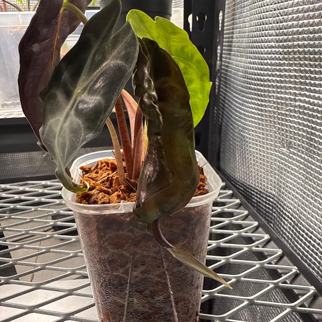 M*j様 選抜株 アロカシア ベノム