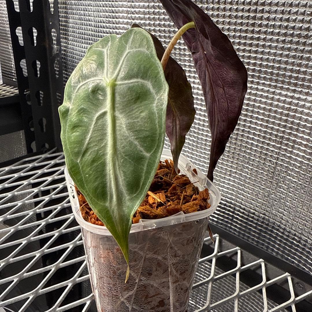 M*j様 選抜株 アロカシア ベノム