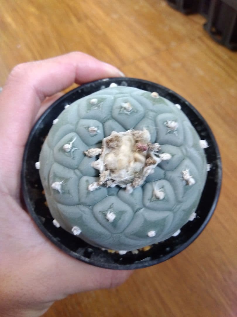 サボテン　銀冠玉　ロフォフォラ　3号鉢つき　大玉3株セット❗　④