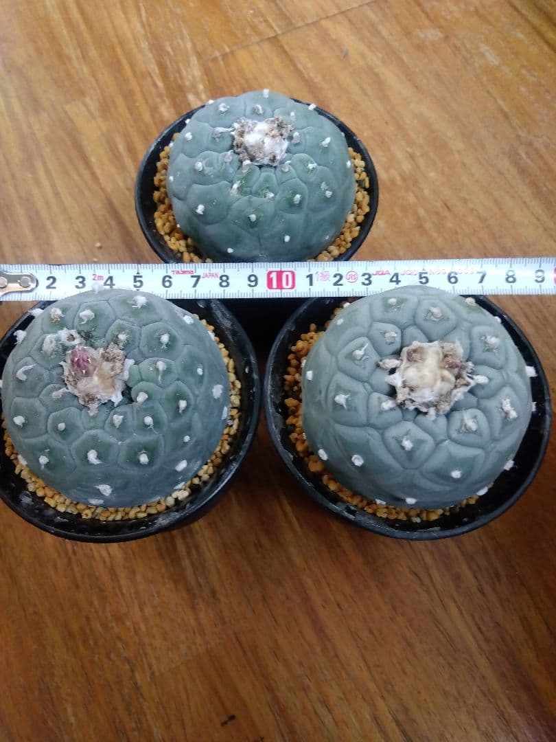 サボテン　銀冠玉　ロフォフォラ　3号鉢つき　大玉3株セット❗　④