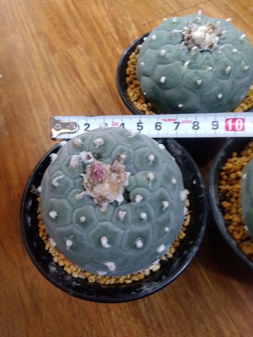 サボテン　銀冠玉　ロフォフォラ　3号鉢つき　大玉3株セット❗　④