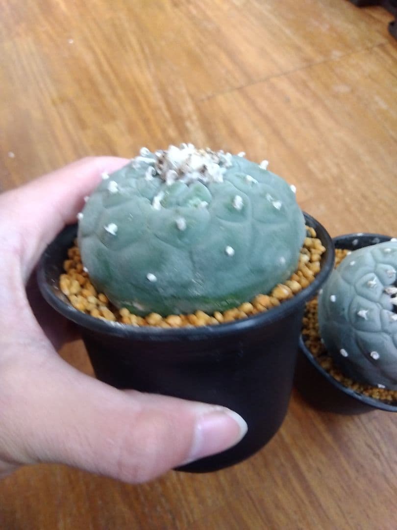 サボテン　銀冠玉　ロフォフォラ　3号鉢つき　大玉3株セット❗　④