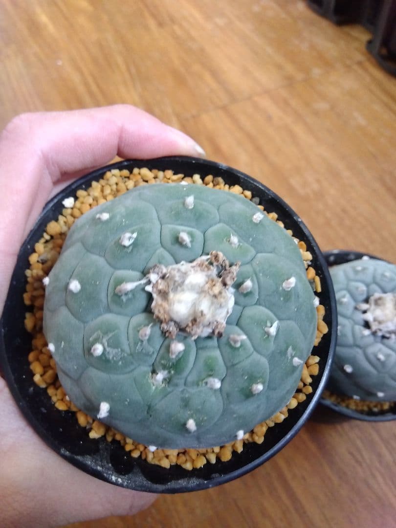 サボテン　銀冠玉　ロフォフォラ　3号鉢つき　大玉3株セット❗　④