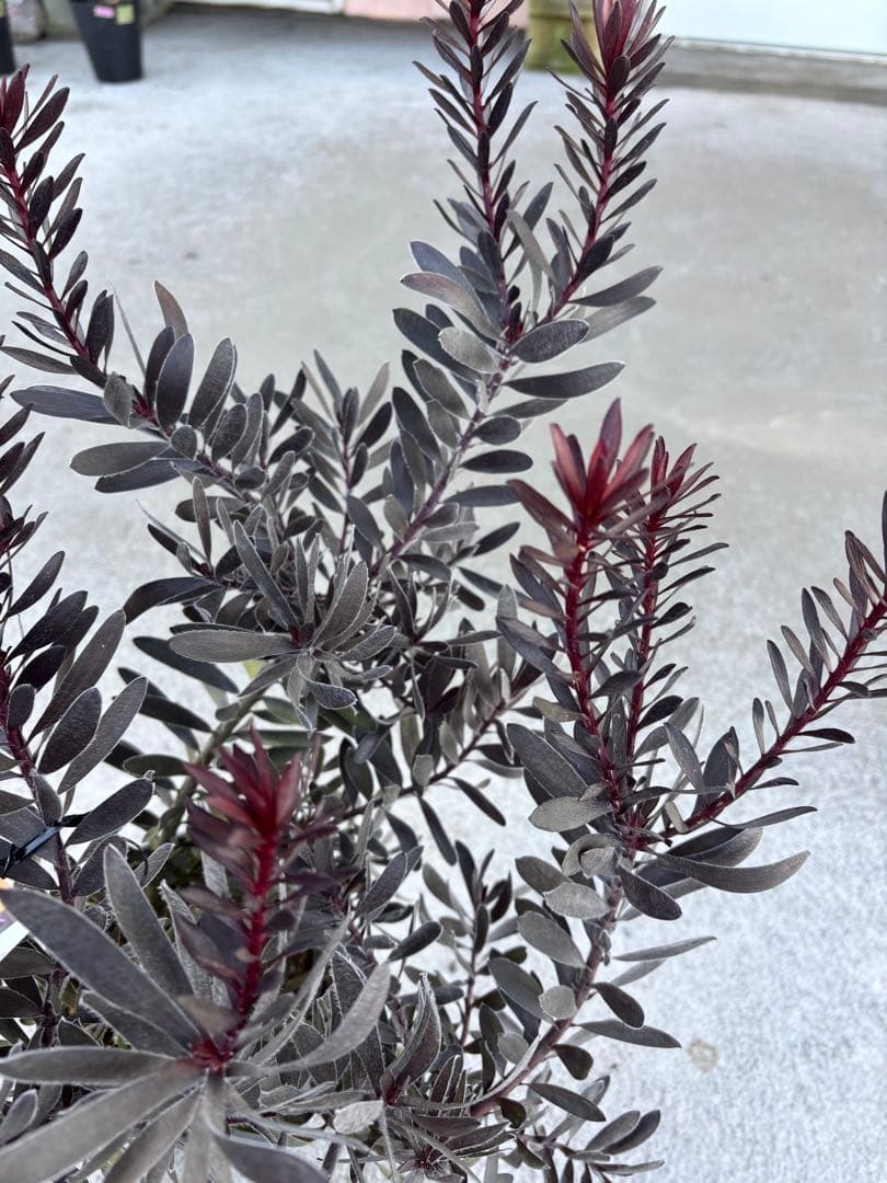 リューカデンドロン　デュリフ　2