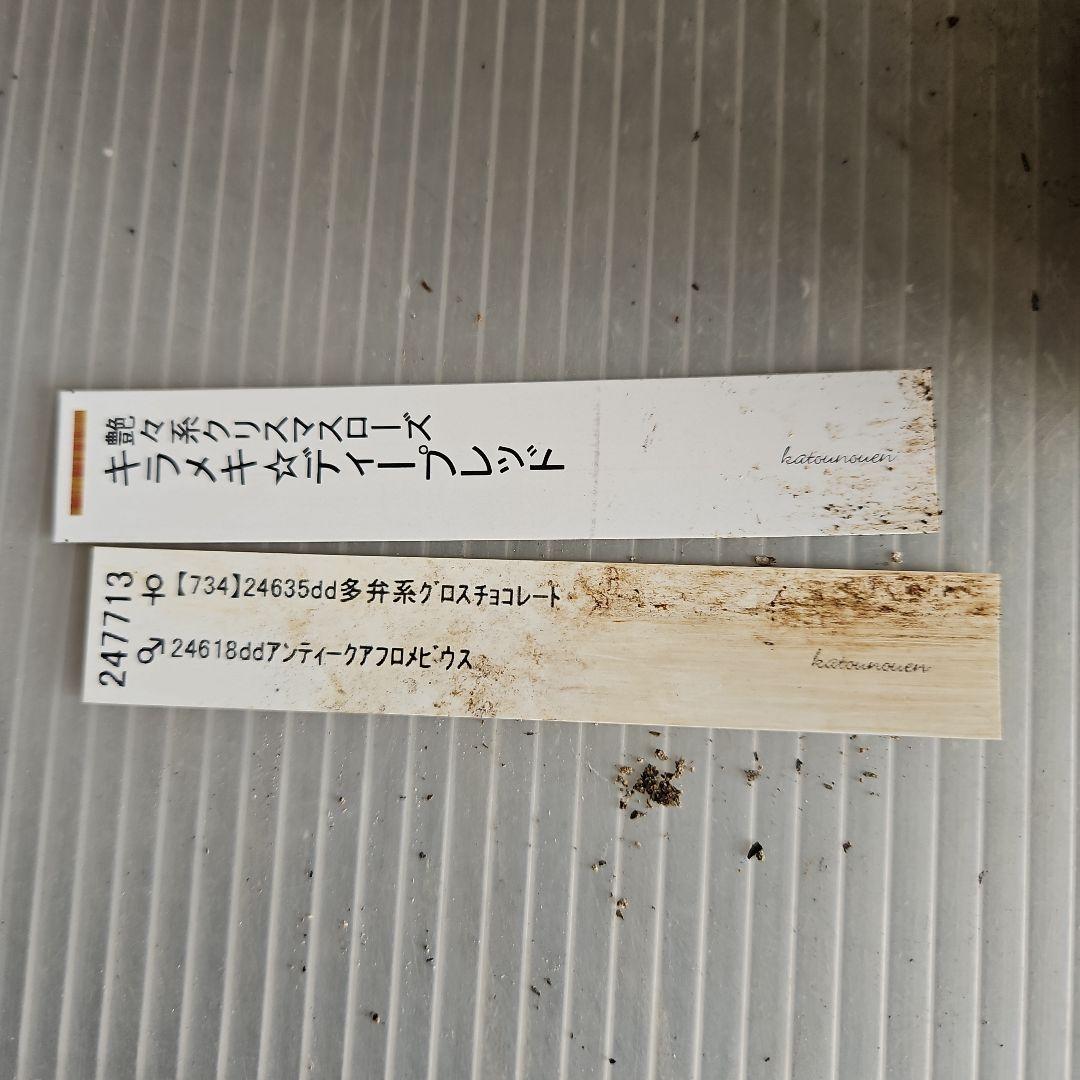㉖-480 クリスマスローズ
