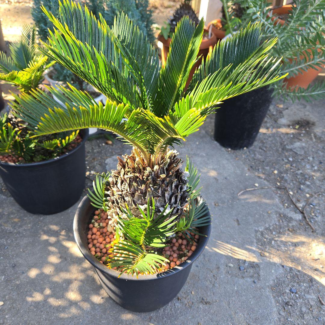 ⑰　金環ソテツ　７号　最高等級極上品‼️不定芽沢山　期間限定セール‼️