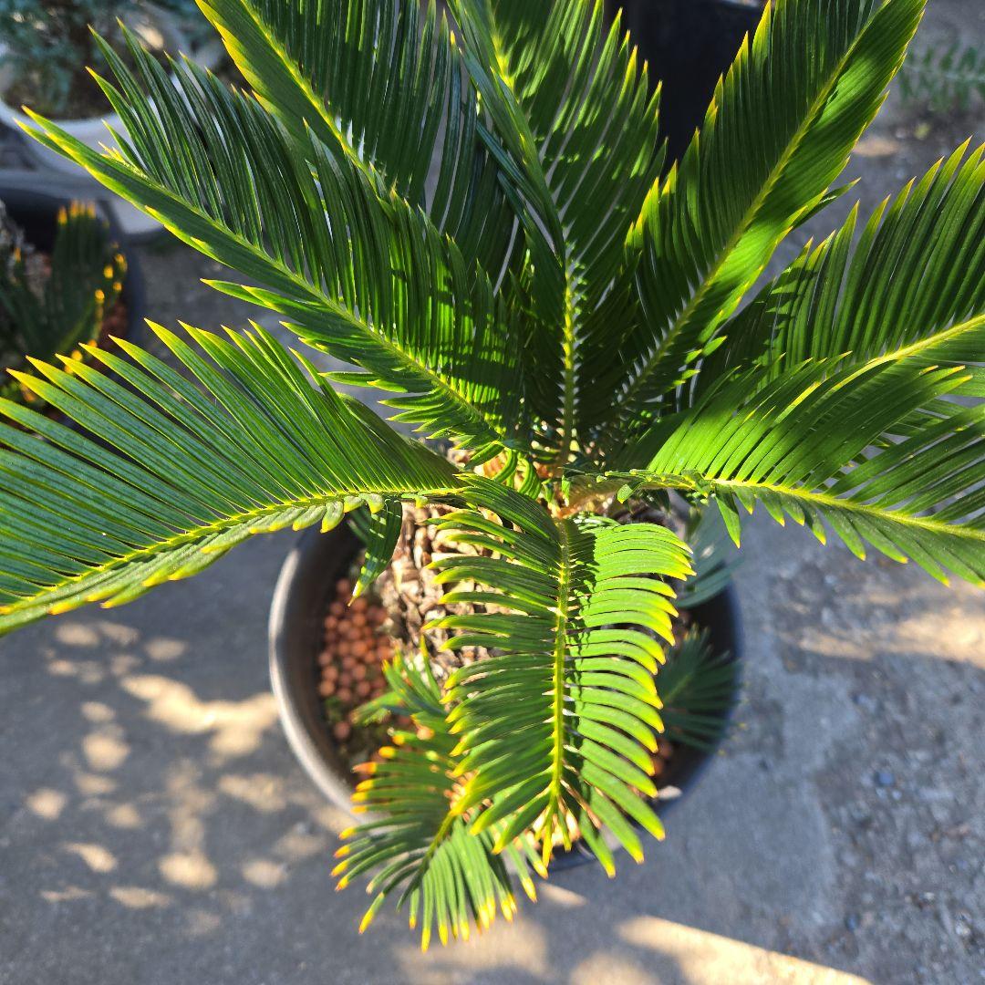 ⑰　金環ソテツ　７号　最高等級極上品‼️不定芽沢山　期間限定セール‼️