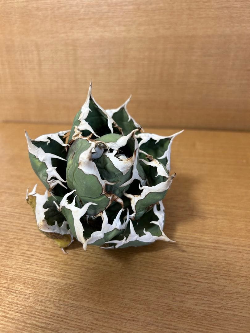 アガベ チタノタ　イタリアノーネーム　オテロイ実生　オテロイ実生　ハイブリッド