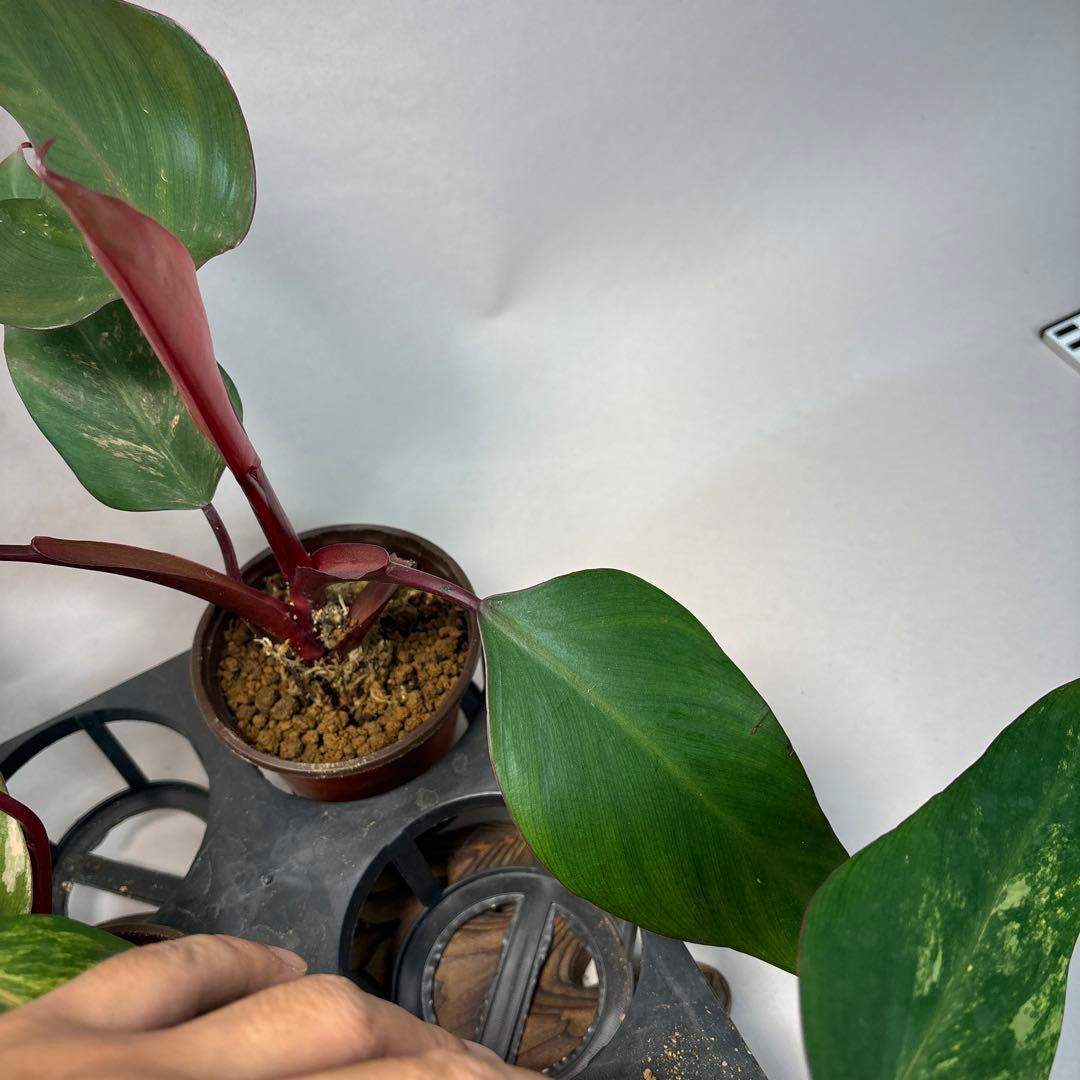 5株セットms140フィロデンドロン ストロベリー シェイク