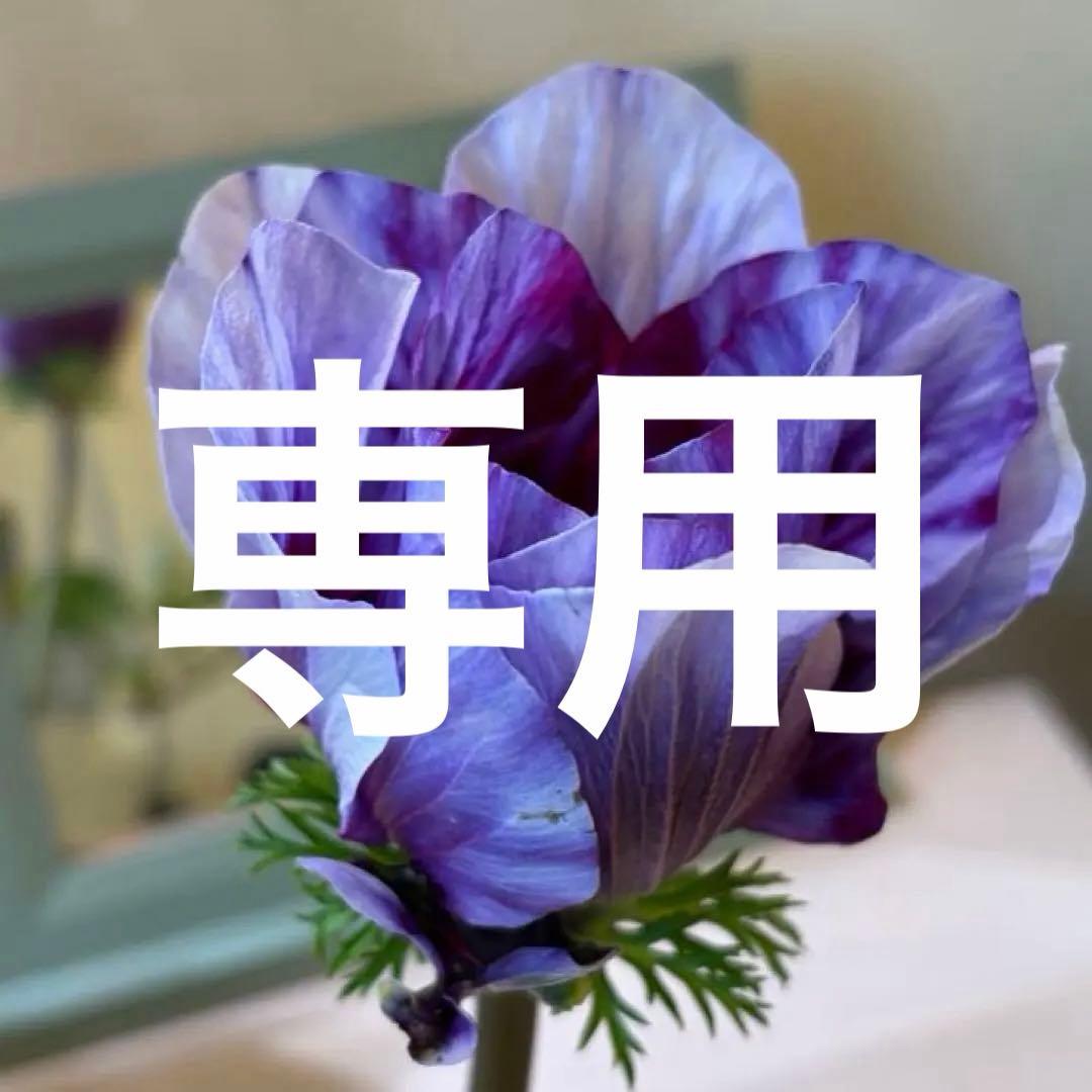 【レア】【一重咲き】アネモネ　ミストラル　ティグレワイン　ポット苗《2/11》❷